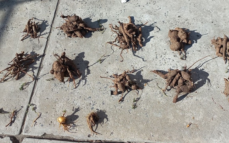 plants.jpg