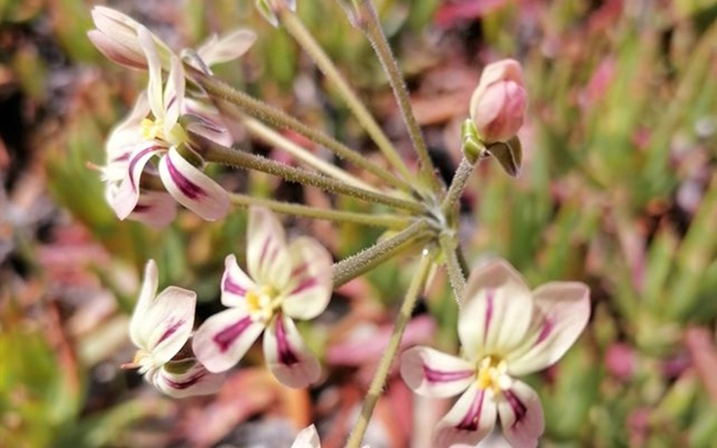 pelargonium.jpg